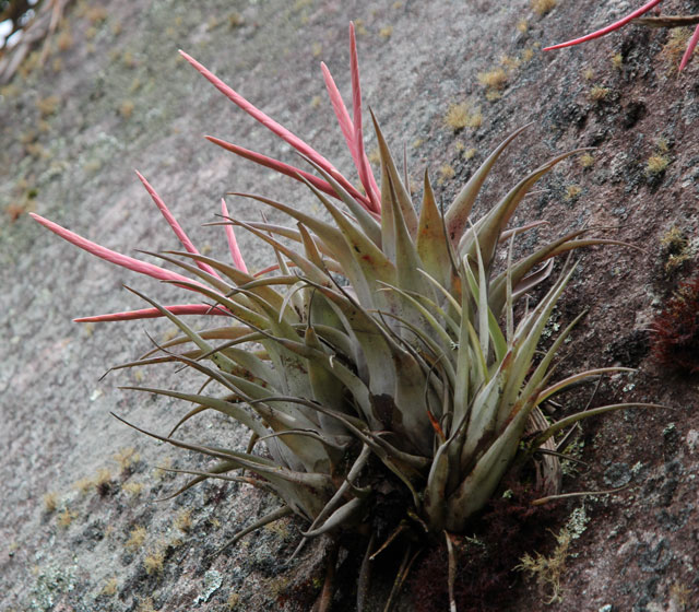 Bromelien auf meiner PeruReise Seite 2 DBGForum