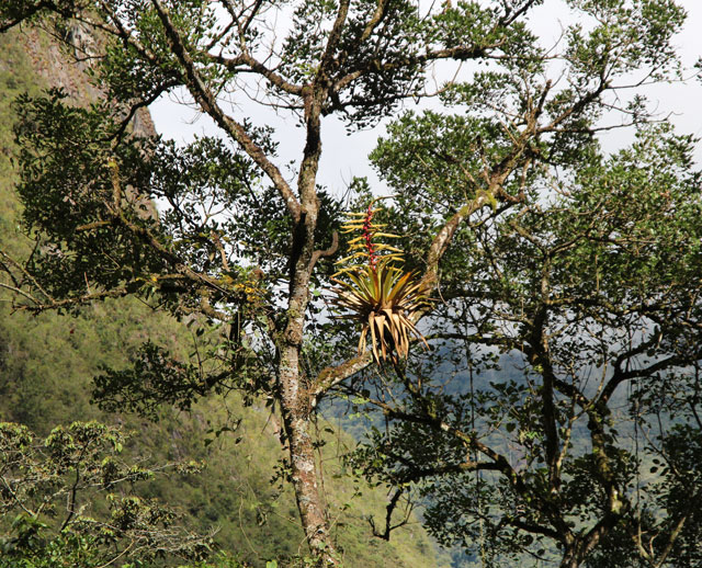 Bromelien auf meiner Peru-Reise - Seite 3 - DBG-Forum