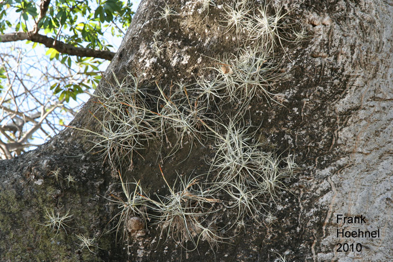 Tillandsien im südlichen Mexico DBGForum